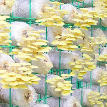 蘑菇网片生产厂家直供 食用香菇种植架 平菇出菇层架铁丝网