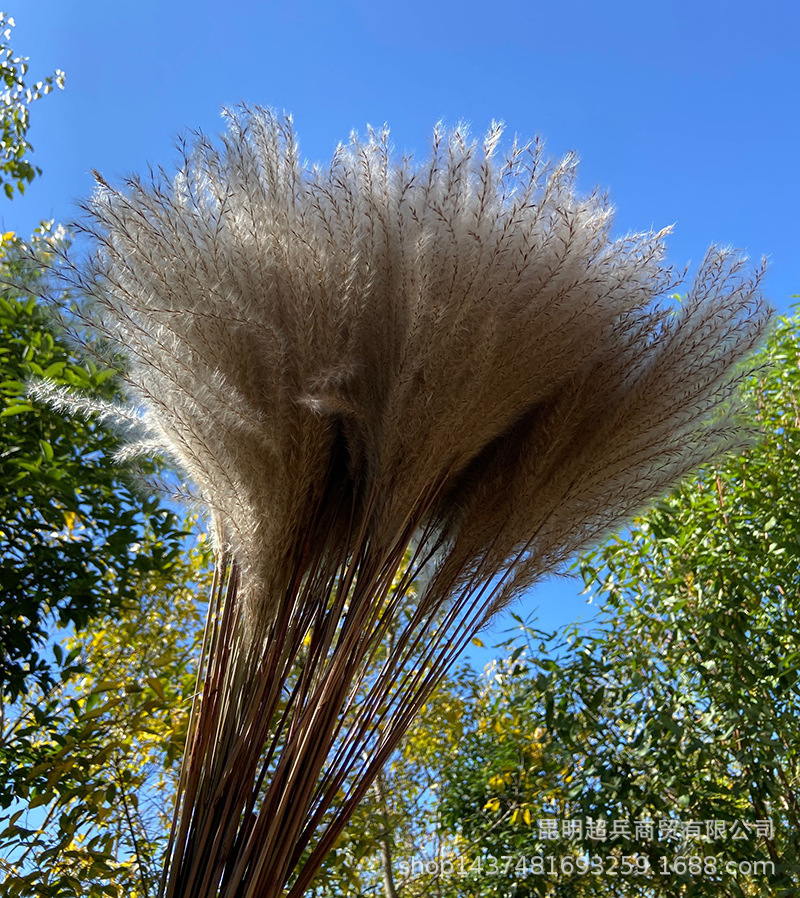 【软毛小拂尘】灰白小拂尘花小芦苇外贸货源