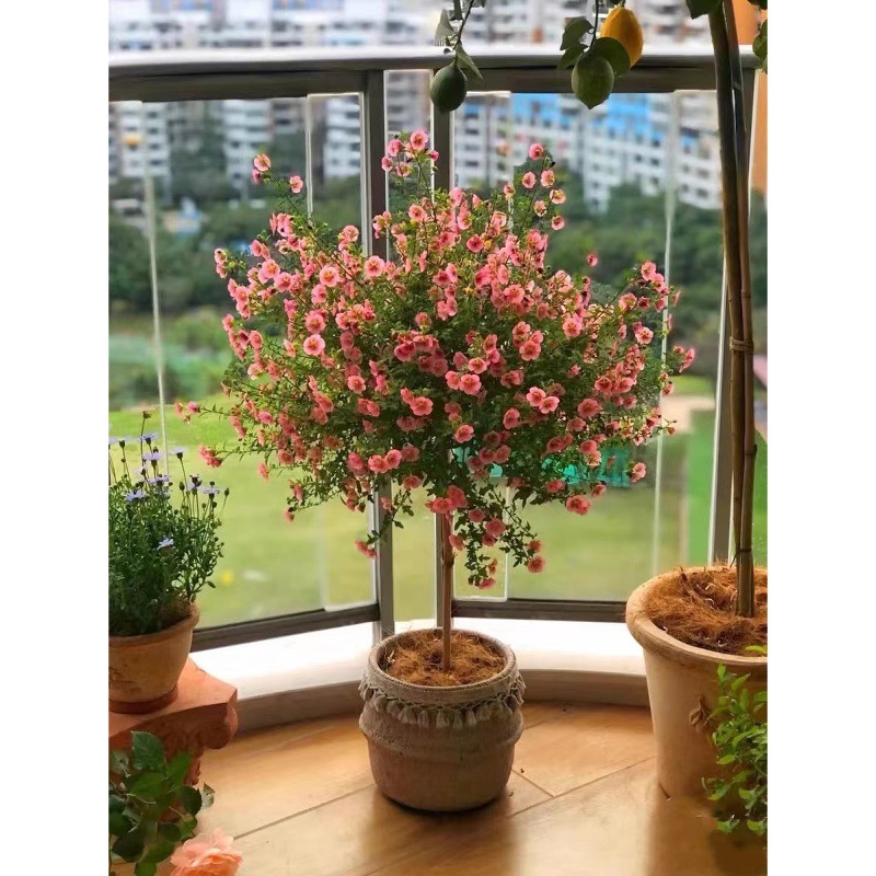 一件代发小木槿花苗棒棒糖多年生盆栽庭院阳台四季花卉带花苞发货