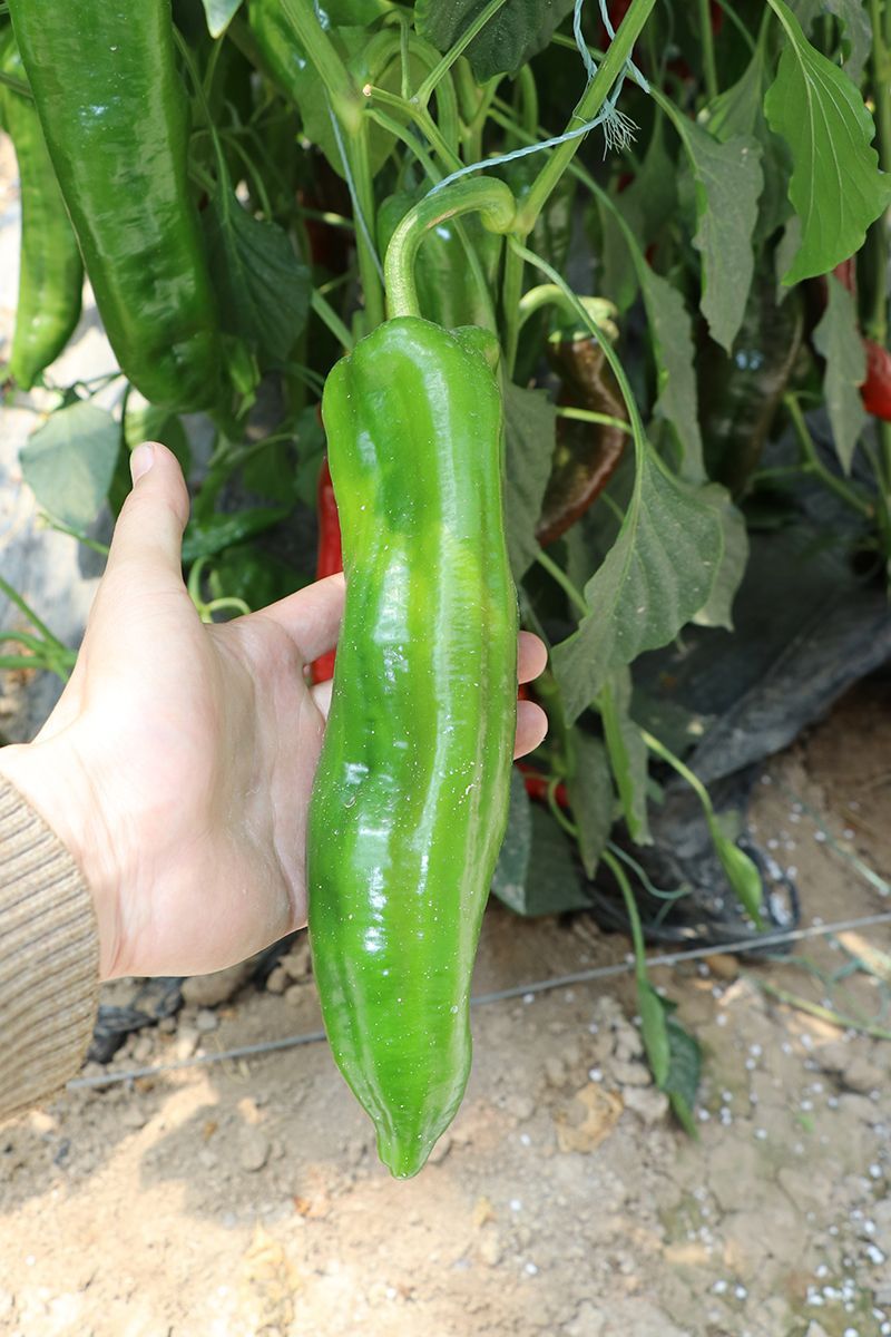 特大牛角椒种子 高产四季辣椒种子阳台盆栽庭院种植蔬菜辣椒种子