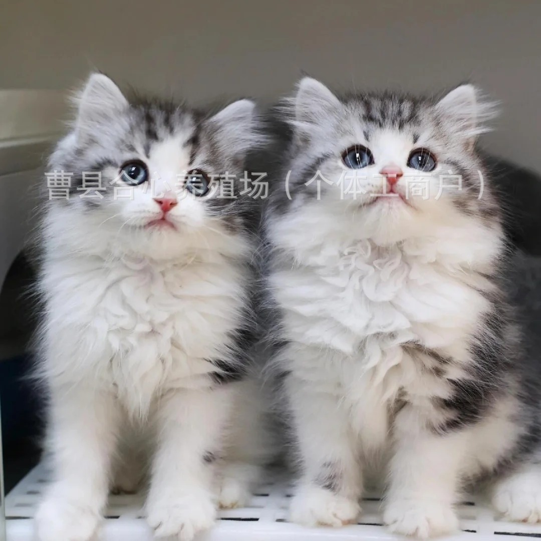 纯种美短虎斑幼猫矮脚起司猫美国短毛猫咪活体宠物猫加白猫舍血统