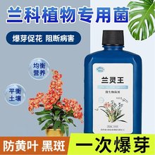 兰灵王兰花肥营养液肥料蝴蝶兰陵王兰科多箭促花杀菌药活化熨