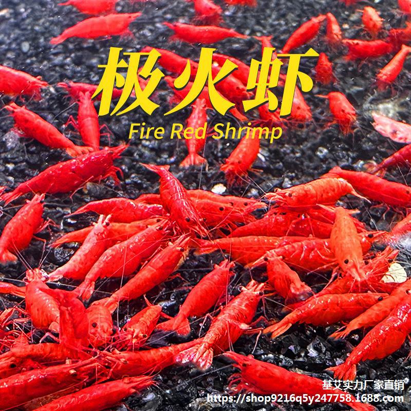 鲜活虾图片-海量高清鲜活虾图片大全 - 阿里巴巴