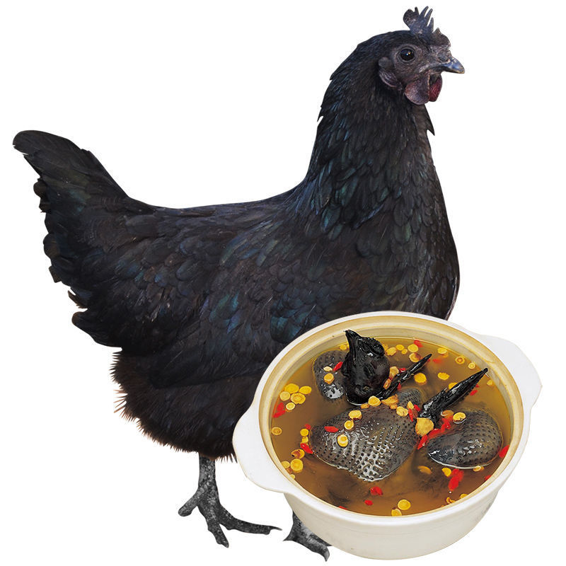 2只装包邮 山区农家散养乌鸡乌骨鸡现杀土鸡公鸡草鸡乌骨鸡