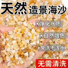 免洗海沙沙水螃蟹底沙石乌龟铺底流沙鱼缸