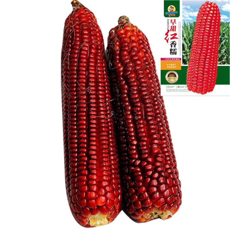 红甜糯玉米种子 软糯香甜大棒高产春夏秋大田水果蔬菜红玉米种籽