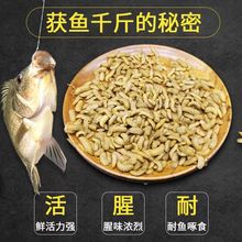 黑水虻活虫鱼饵饵料垂钓罗非鲫鱼翘嘴黄辣丁溪流江河水库野钓专洪