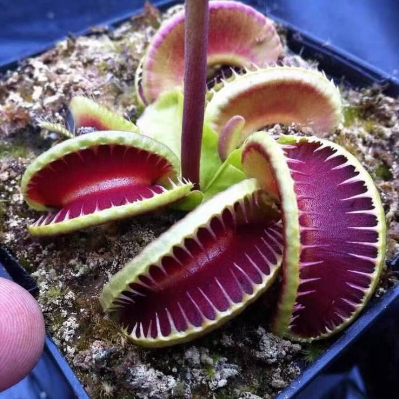 食人花吃虫驱蚊盆栽捕蝇草猪笼草卧室室内阳台绿植好养水培植物