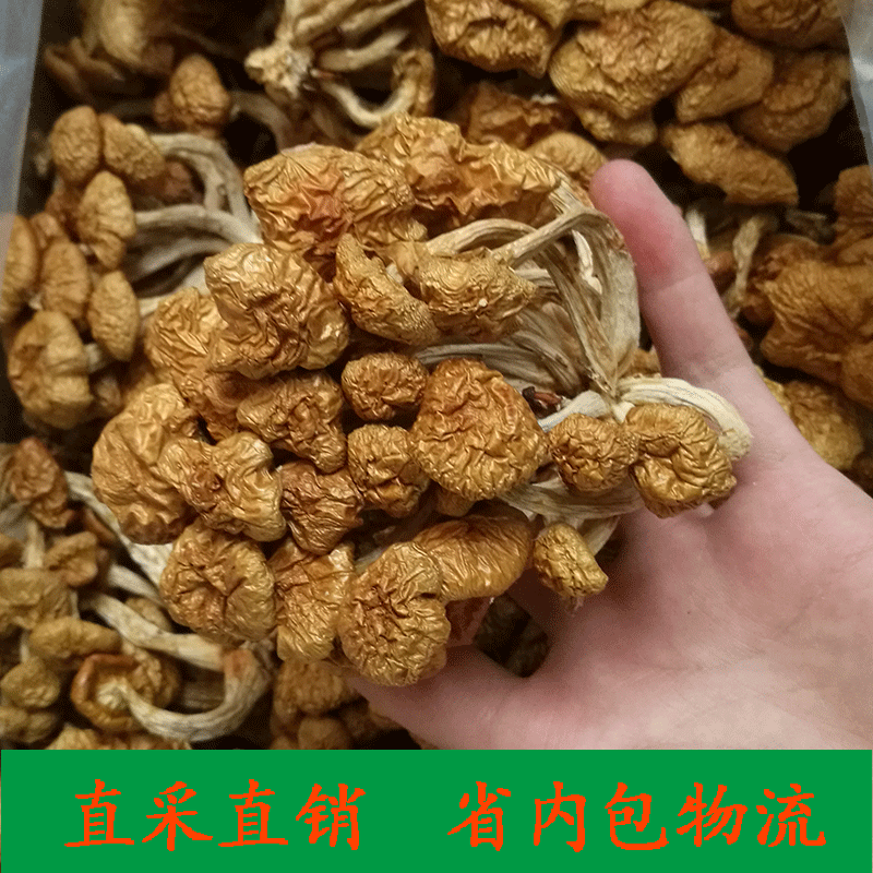 新货 滑子菇500g头茬高净整菇无碎 滑子珍珠菇黄蘑榛蘑食用菌干批
