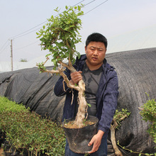 金银花树苗浓香四季开花卉盆栽阳台庭院爬藤植物老桩好养开花植物