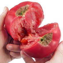 普罗斯旺西红柿山东普罗旺斯生吃新鲜当季大熟整箱粉柿子1/5斤装