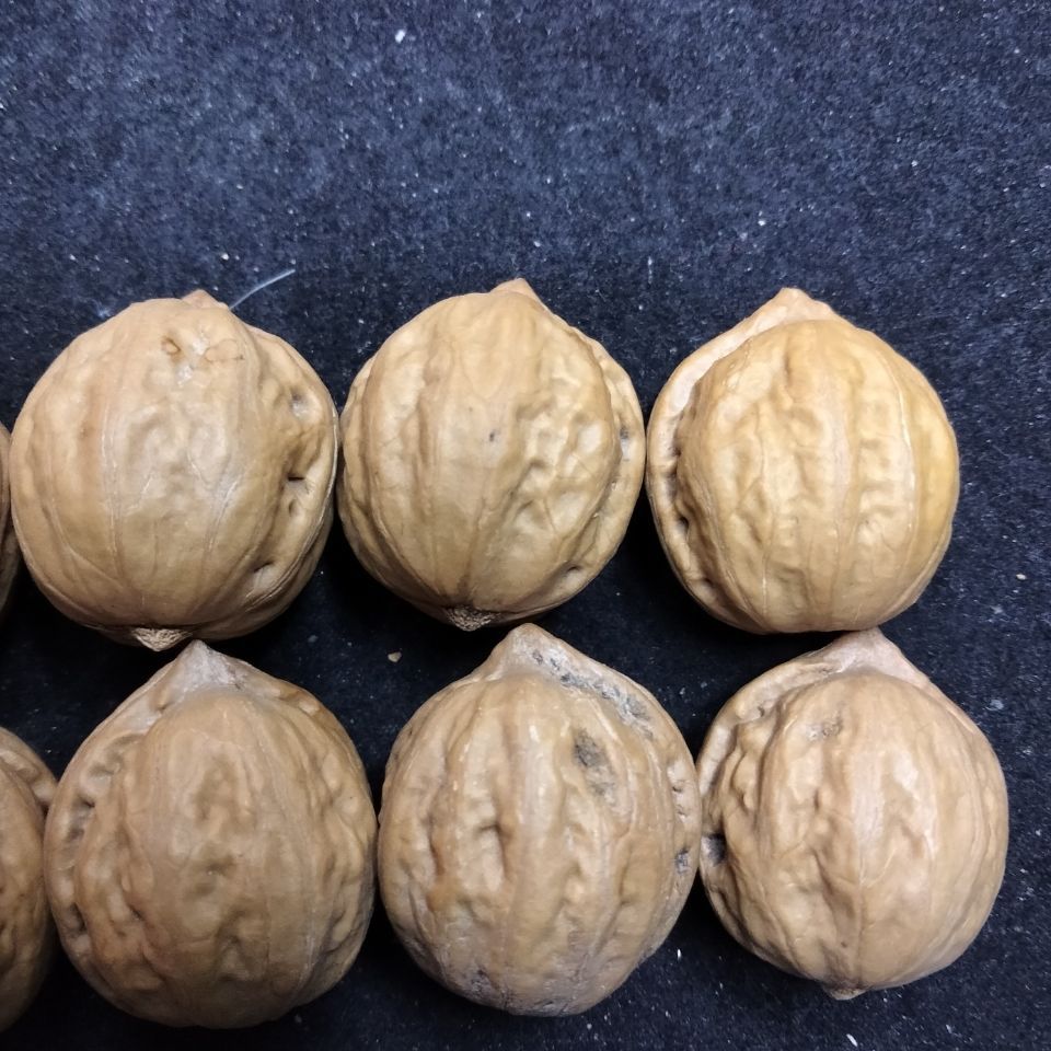 门头沟八棱野生小秋子核桃散子各种品相尺寸应有尽有手串手持脖挂