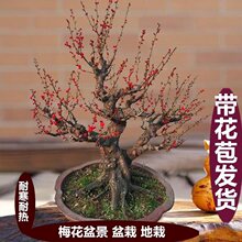 带花苞发货)梅花树苗梅花盆栽红梅盆景乌梅绿梅腊梅花卉绿植盆栽