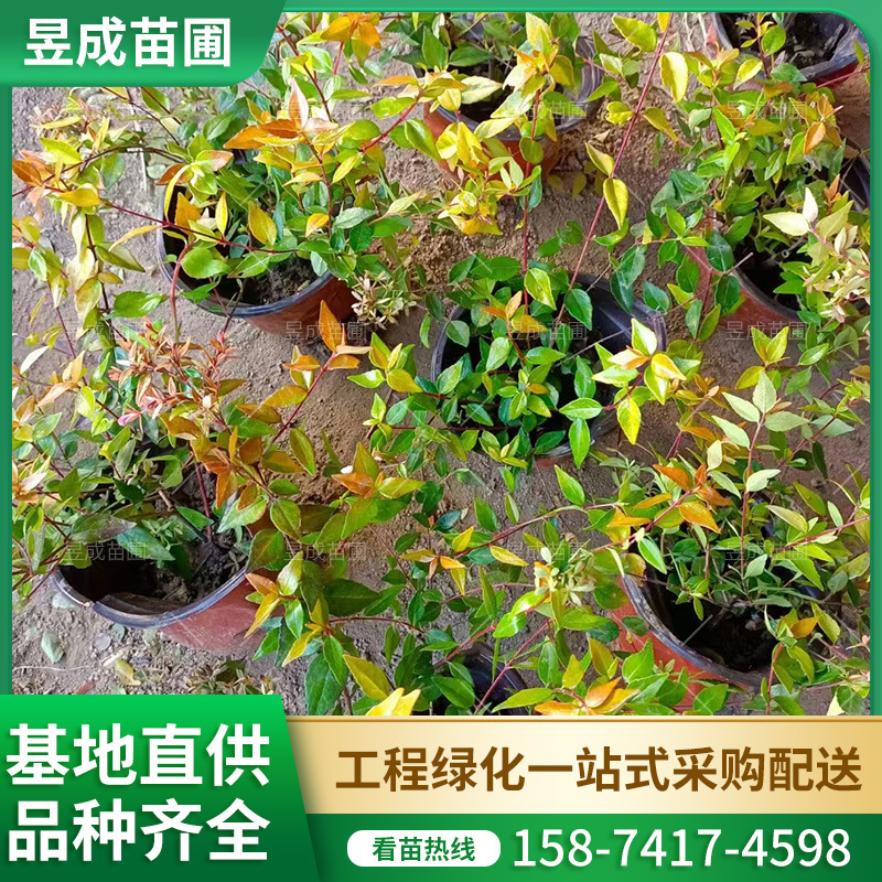 大花六道木杯苗湖南基地直供工程园林绿化植物灌木金叶大花六道木