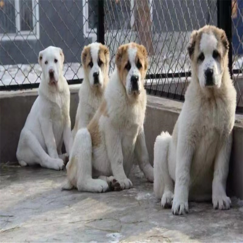 中亚牧羊犬活体纯种巨型中亚幼犬血统看家护院大型猛犬护卫犬小狗