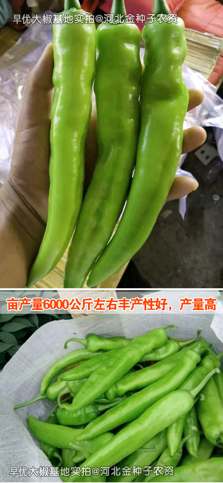 早优大椒辣椒种子黄绿皮大椒种子蔬菜种子大羊角辣椒籽牛角春季播