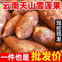 雪莲果山果10/5斤黄心脆甜孕妇应季新鲜水果批发整箱量大从优包邮