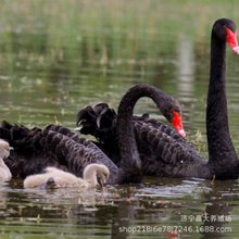 池塘水面散养黑天鹅会飞走吗 观赏黑天鹅活体价格 观赏鸭 赤麻鸭