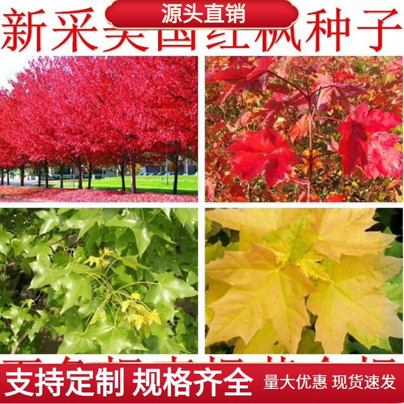 进口  美国红枫种子 秋火焰种子 四季红 日本红枫种子 黄金枫种子