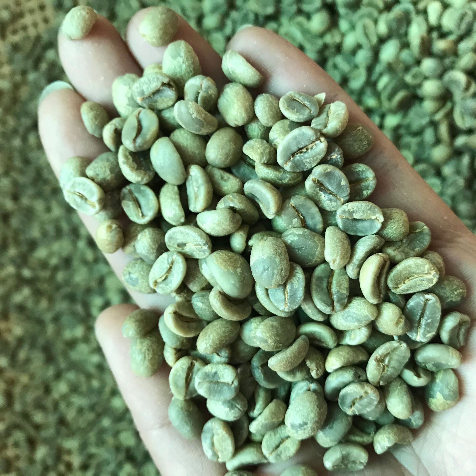 云南咖啡生豆蜜处理咖啡豆云南17目aa当季新豆云南阿拉比卡咖啡豆