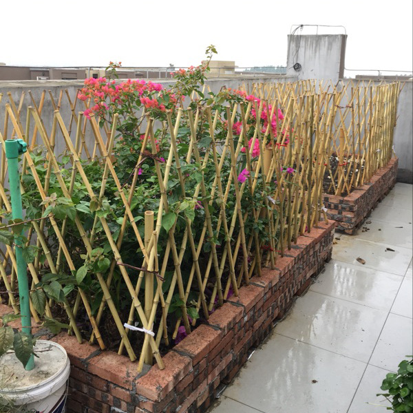 户外竹篱笆菜园搭架花园围墙护栏庭院伸缩围栏爬藤架竹竿装饰栅栏