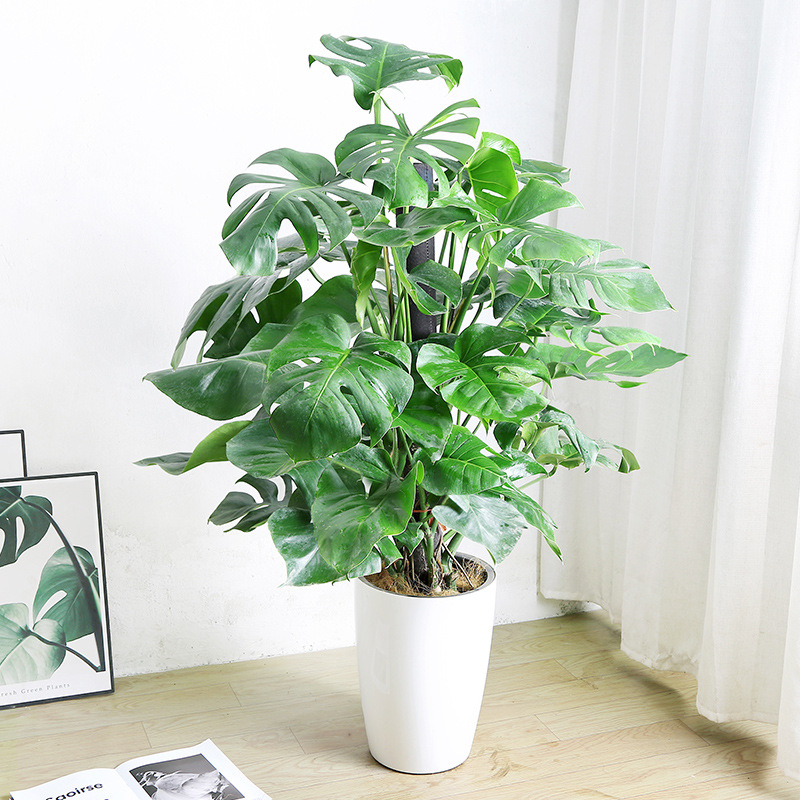 龟背竹植物除甲醛盆栽室内绿植客厅大龟背叶北欧开背盆景净化空气