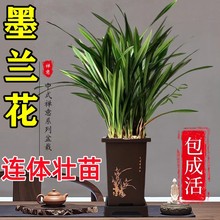 墨兰兰花苗精品大花卉盆栽室内浓香绿植物金边企黑贺岁兰四季好养