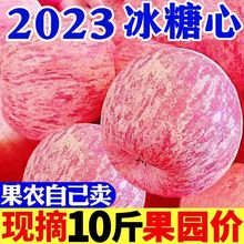 超甜冰糖心陕西苹果水果新鲜红富士现摘超脆甜丑苹果整箱批发包邮