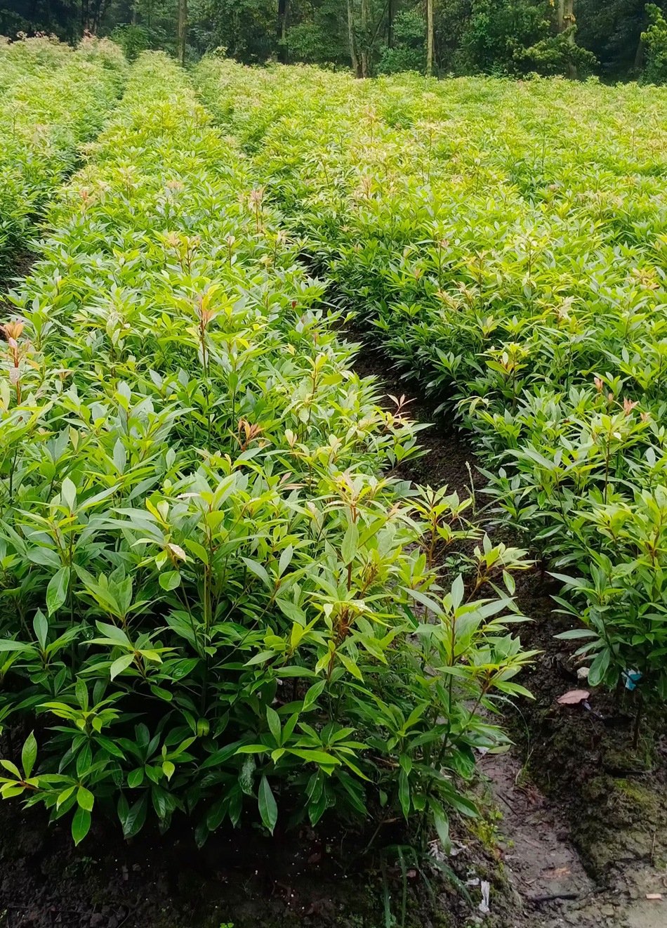 小叶桢楠杯苗 金丝楠木 细叶桢楠苗子 四川园林绿化苗木