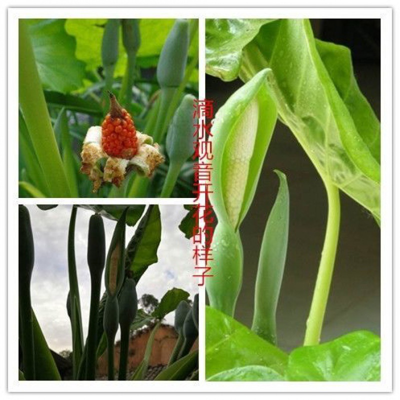 5颗 滴水观音盆栽霸王芋室内大叶子水培植物绿植富贵竹花卉