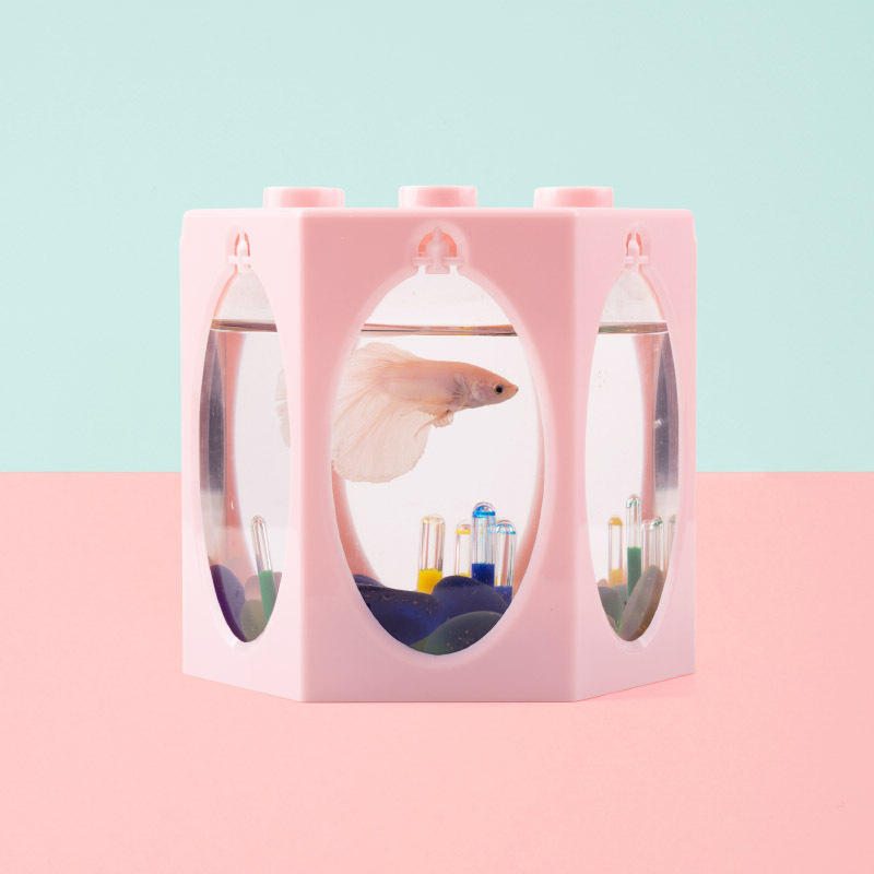 急购2022夏儿童乐园喂奶鱼池设备日本红白锦鲤奶嘴鱼观赏池吃奶喂奶