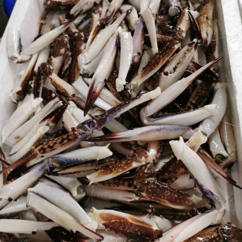 蟹钳冷冻舟山野生梭子蟹大号脚毛重7斤好国12省特产办公室小吃