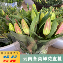 香水百合鲜花批发云南鲜花直批新鲜百合花婚庆活动布置摆摊用花货