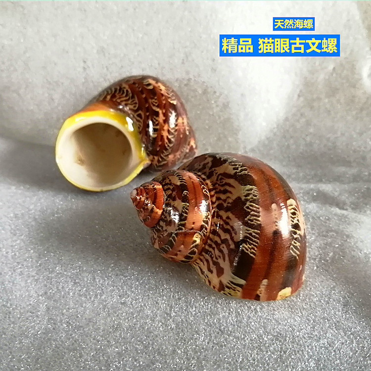 海螺贝壳 古文猫眼螺 5-6cm 三湖鱼虎鱼躲避 寄居蟹替换壳-阿里巴巴