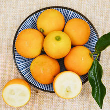 水果以上新鲜水果孕妇金桔斤滑皮6g5青黄脆皮纯甜金桔单果橄榄
