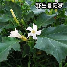 散装白花前胡种子纯新宁国白花前胡种籽包邮包发芽货到货款_阿里巴巴