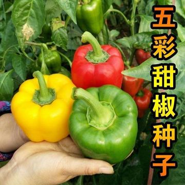 五彩甜椒种子灯笼椒红紫黄橙绿太空椒彩色辣椒籽春季四季蔬菜种孑