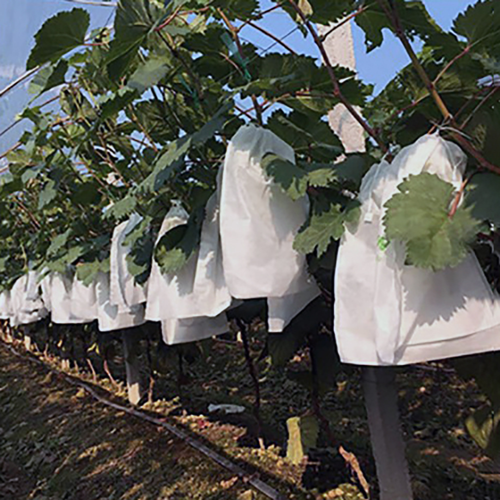 无纺布葡萄套袋 水果果袋 果园 水果果树套袋 防鸟防尘防虫透气袋