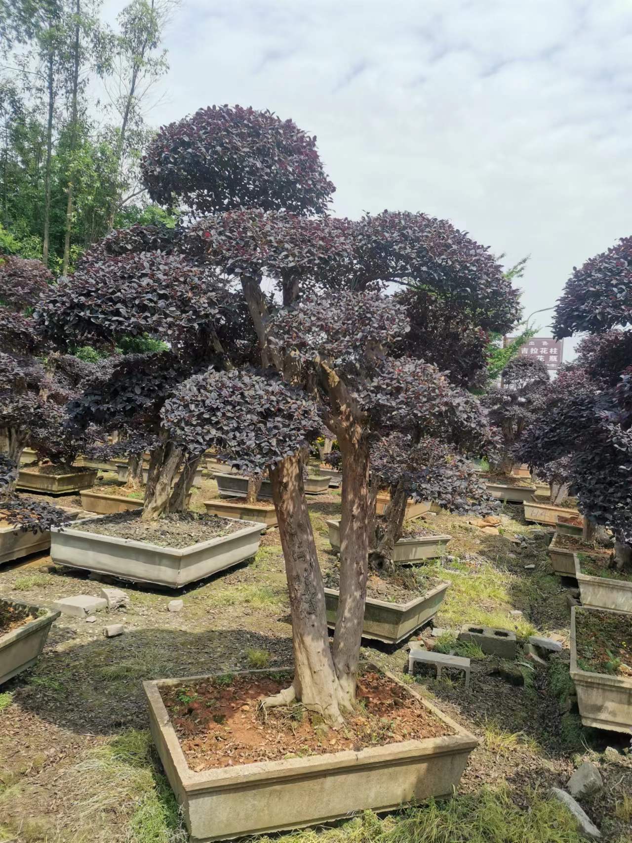 造型红檵木 红檵木桩头 红檵木桩景-阿里巴巴