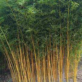 玉松树-玉松树批发,促销价格,产地货源 - 阿里巴巴