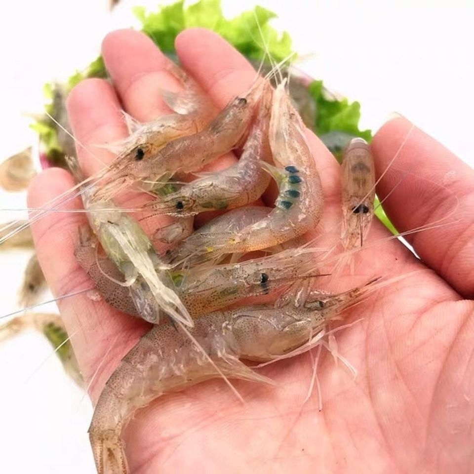 4斤包邮小海虾海捕活冻小海虾海鲜水产非基围虾白虾非大虾