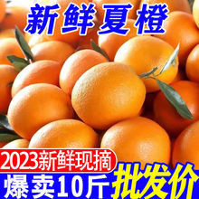 橙子高山夏橙当季现摘应季水果多汁非脐橙果冻橙新鲜大果橙子