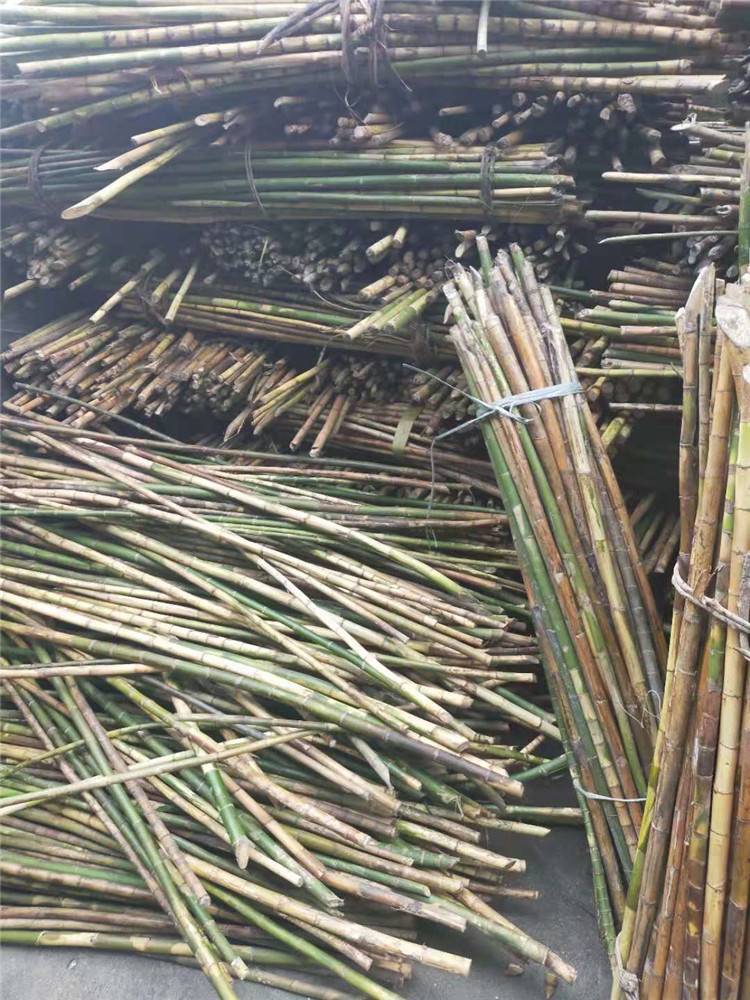 龙血金丝竹棕竹实心竹原材料教鞭登山杖手杖拐杖金丝龙血竹毛料