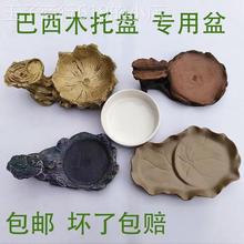 巴西木专用托盘水培水养陶瓷花盆树根盆格鲁特幸运木萌娃桌面摆件