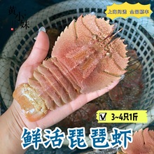 活体发货 鲜活琵琶虾九齿扇虾新鲜虾姑排深海野生海捕虾婆500g