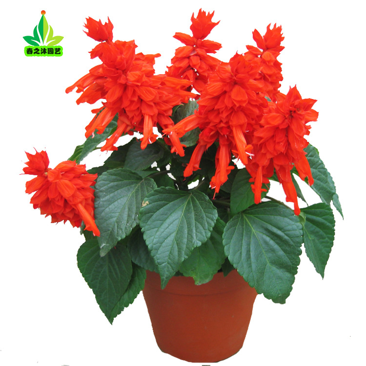 道路绿化工程盆栽花草公园小区国庆串红时令花苗观赏花一串红盆栽