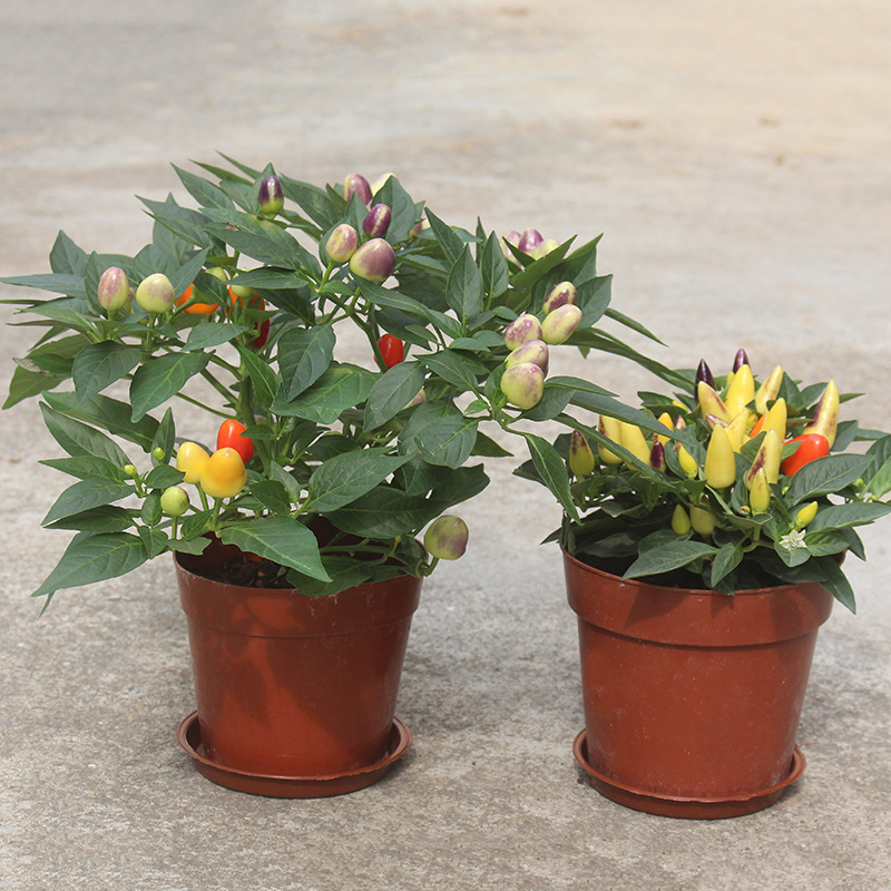 批发五彩椒盆栽 变色椒五色辣椒五彩观赏椒 可食用观赏 五彩椒苗