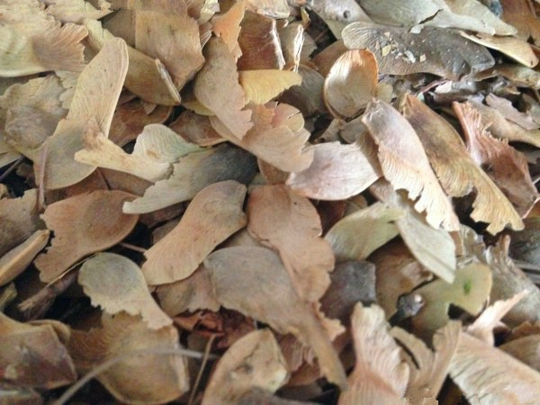 元宝枫种子 三角枫 五角枫种子 青枫种子红枫种子美国红枫树种子