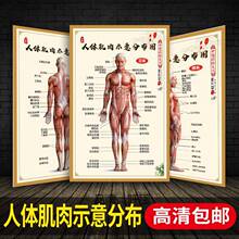 。人体肌肉示意分布图挂图海报健美训练人体结构图全身骨骼器官图