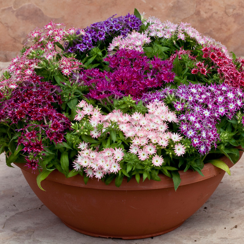 芝樱花种子低矮耐寒福禄考花籽花种四季室外北方阳台见土就活花种